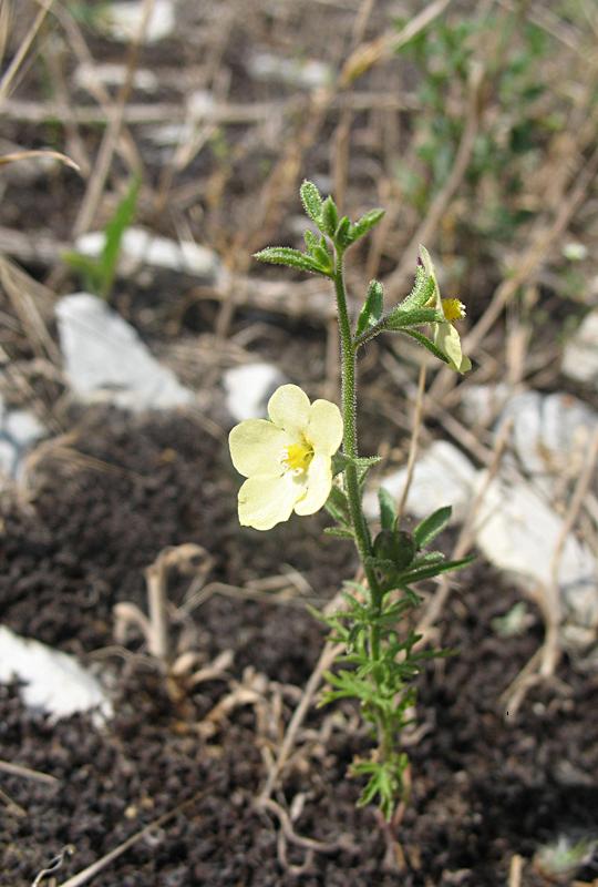 Изображение особи Verbascum orientale.