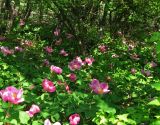 Paeonia daurica. Цветущие растения. Крым, Карадагский заповедник, Северный перевал, дубовый лес. 13 мая 2015 г.