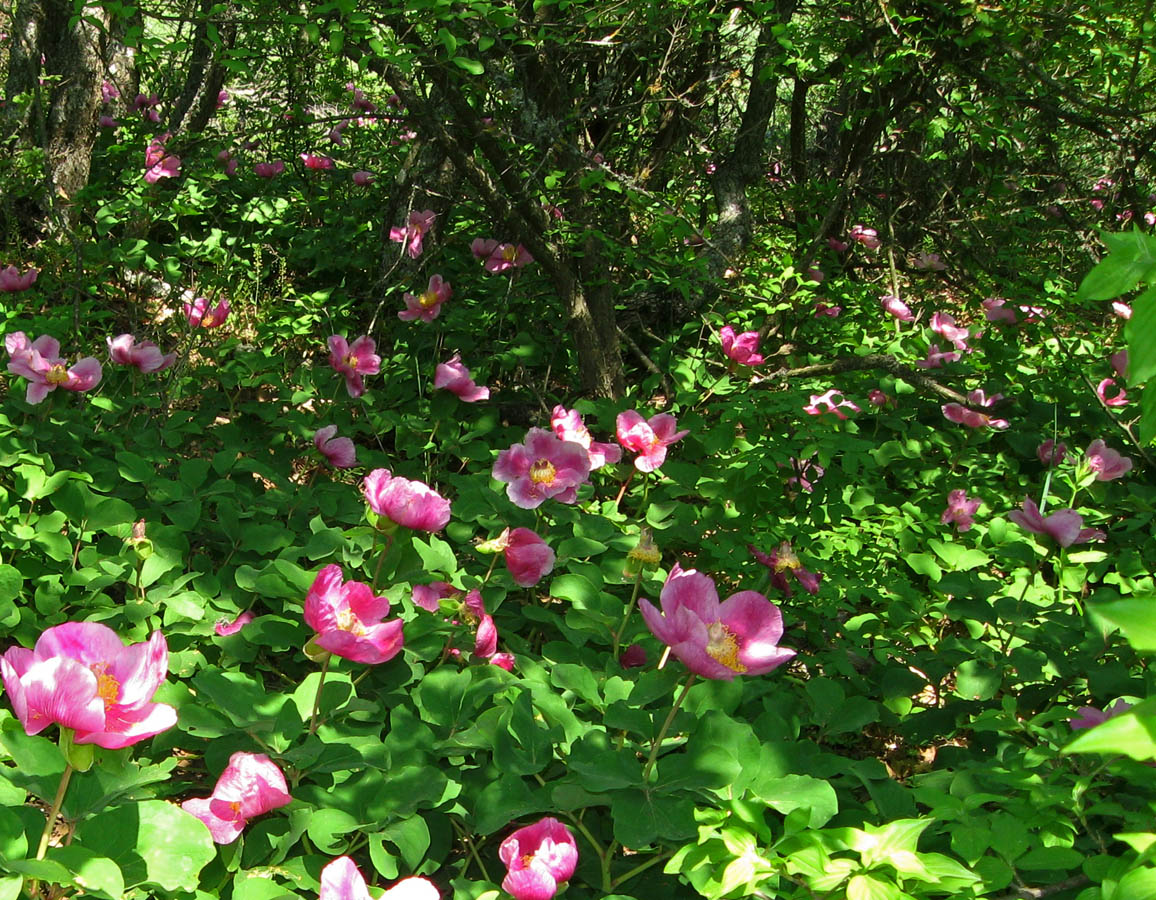 Image of Paeonia daurica specimen.