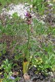 Ophrys oestrifera. Цветущее растение. Крым, Бахчисарайский р-н, Адым-Чокракская долина, южный склон горы Мангуп-Кале. 12.05.2016.