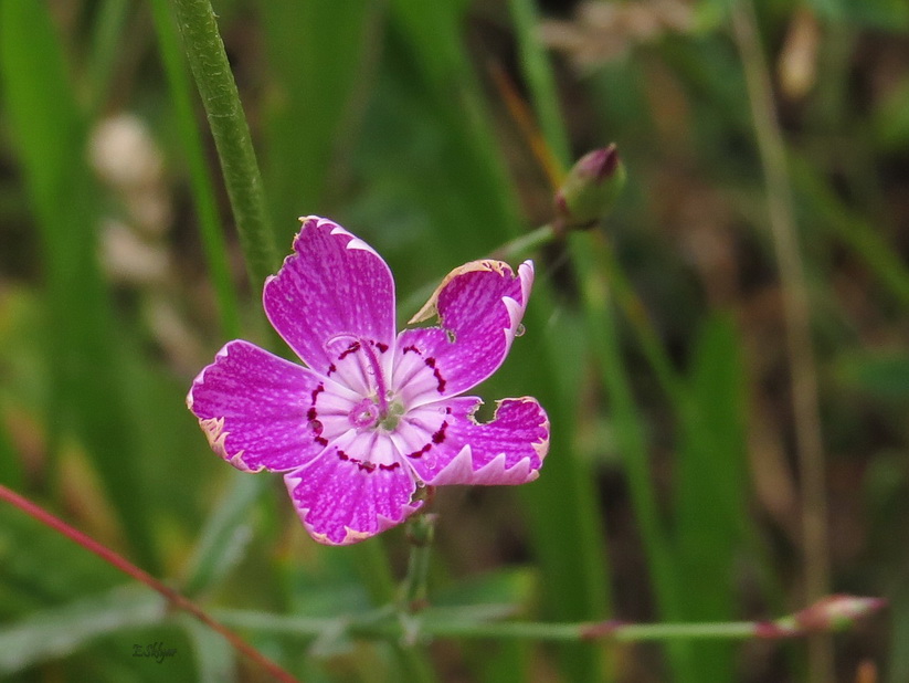 Image of Dianthus campestris specimen.