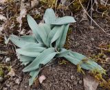 Ophrys oestrifera