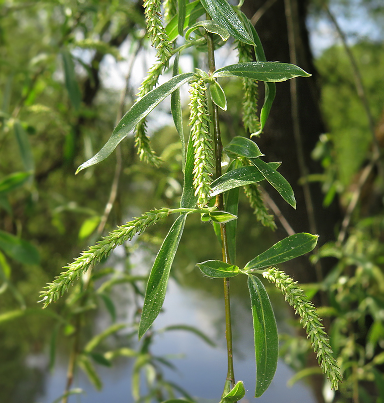 Изображение особи Salix alba.