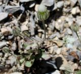 Crepis kotschyana