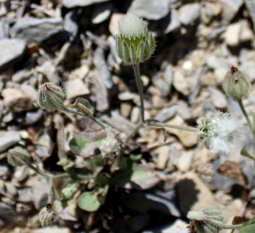 Image of Crepis kotschyana specimen.
