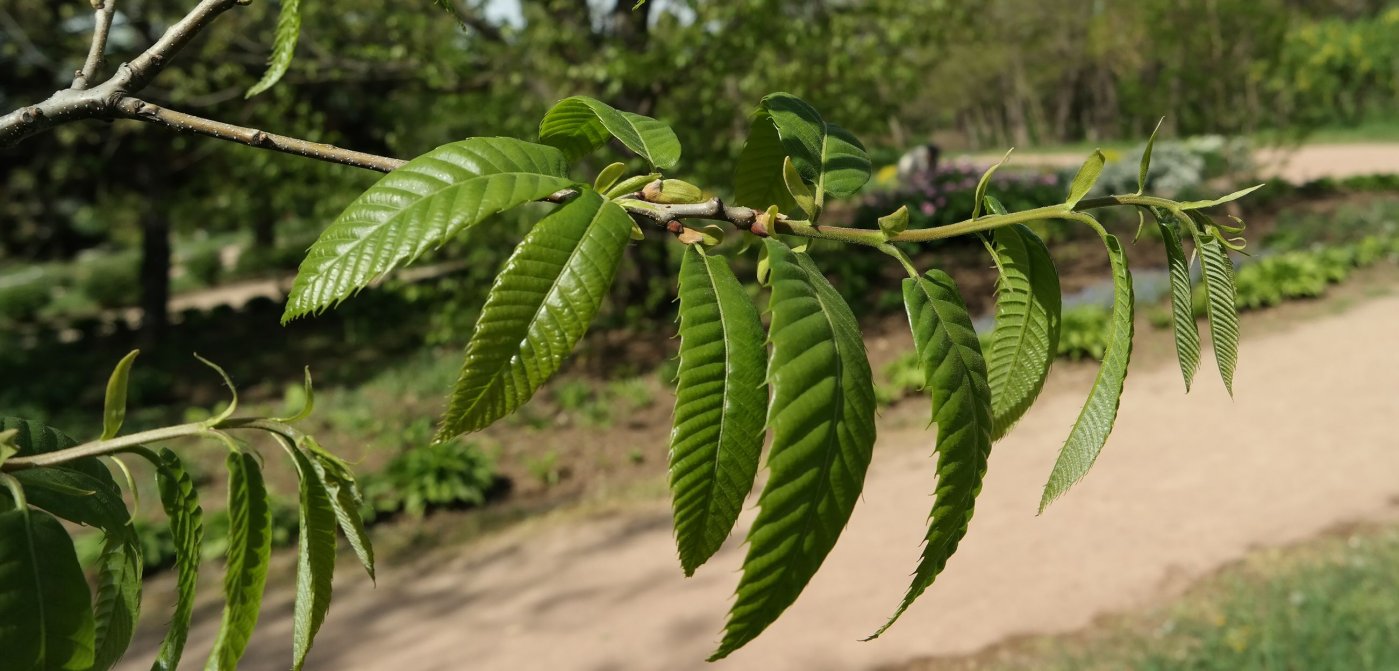 Image of genus Castanea specimen.