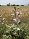 Rubus ulmifolius