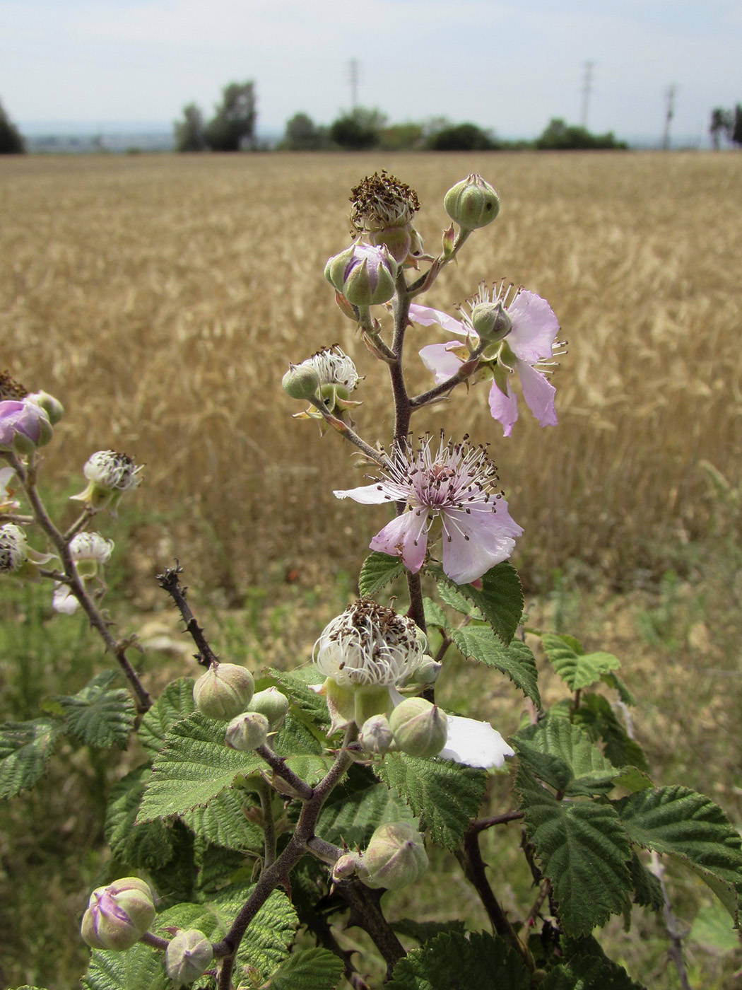 Изображение особи Rubus ulmifolius.