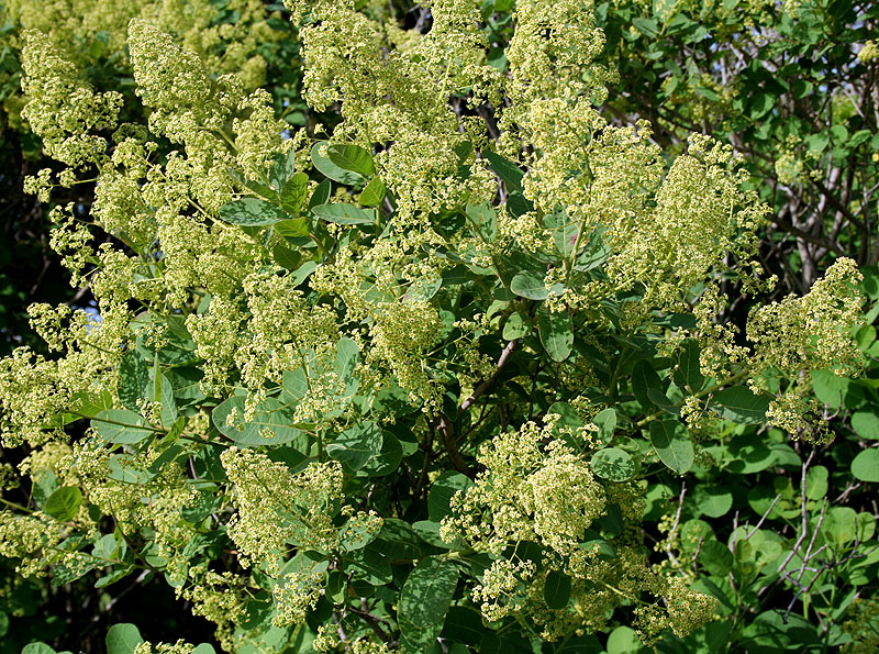 Image of Cotinus coggygria specimen.