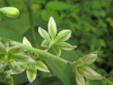 Veratrum dahuricum