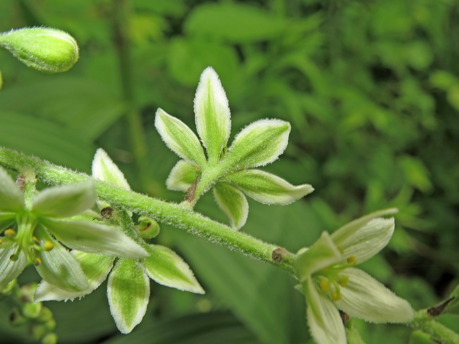 Изображение особи Veratrum dahuricum.