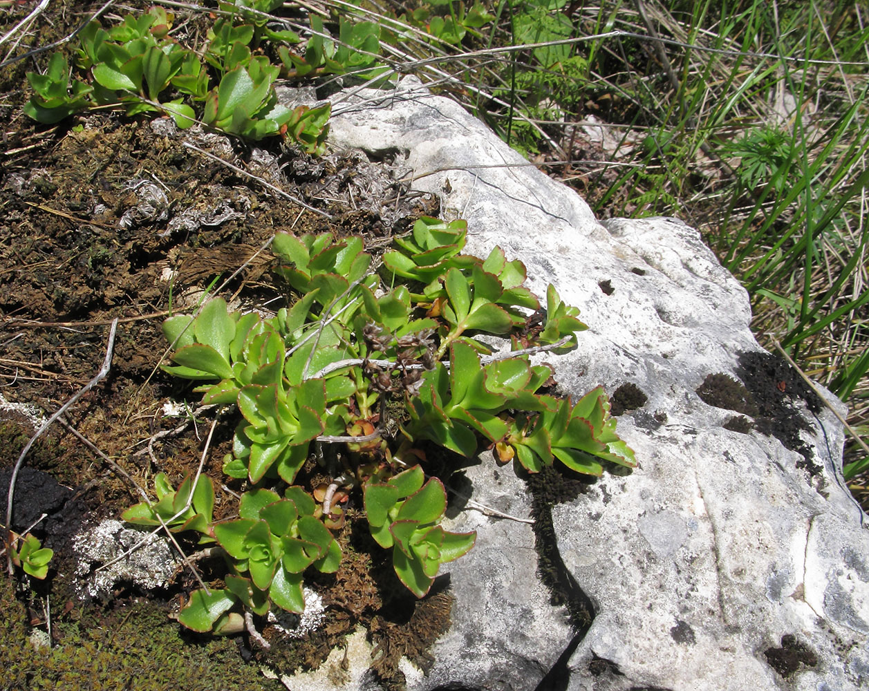 Image of Sedum spurium specimen.