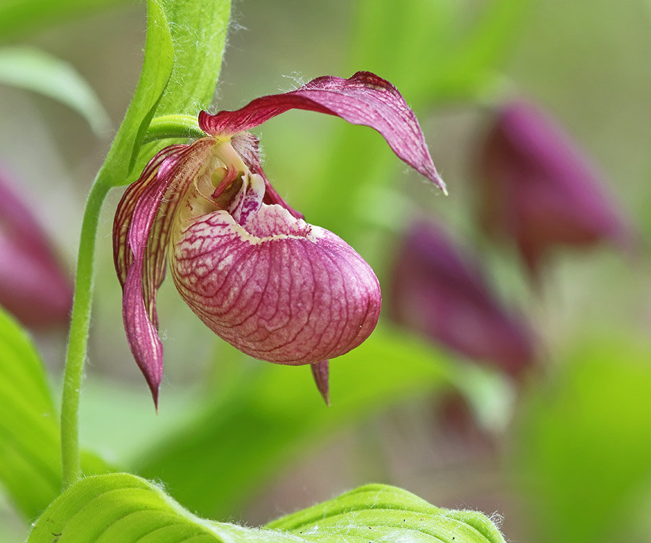 Image of Cypripedium &times; ventricosum specimen.