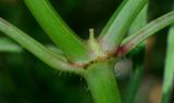 Euphorbia heterophylla
