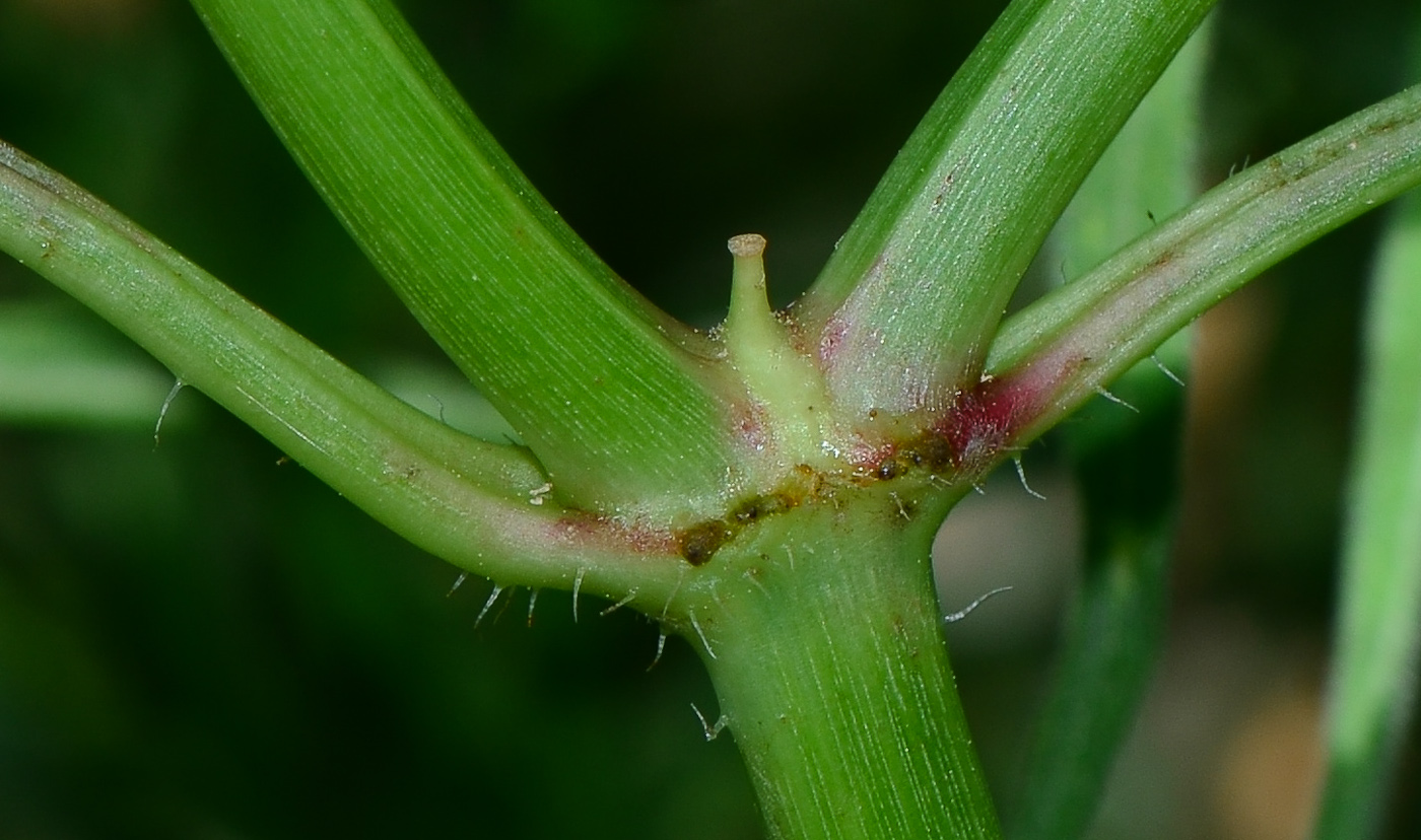 Изображение особи Euphorbia heterophylla.