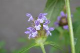 Prunella vulgaris