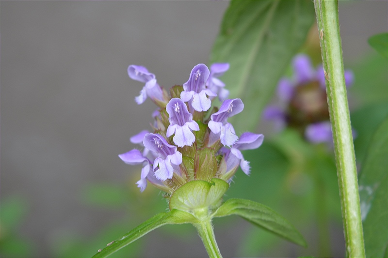 Изображение особи Prunella vulgaris.