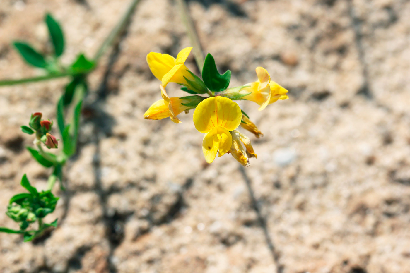 Image of genus Lotus specimen.