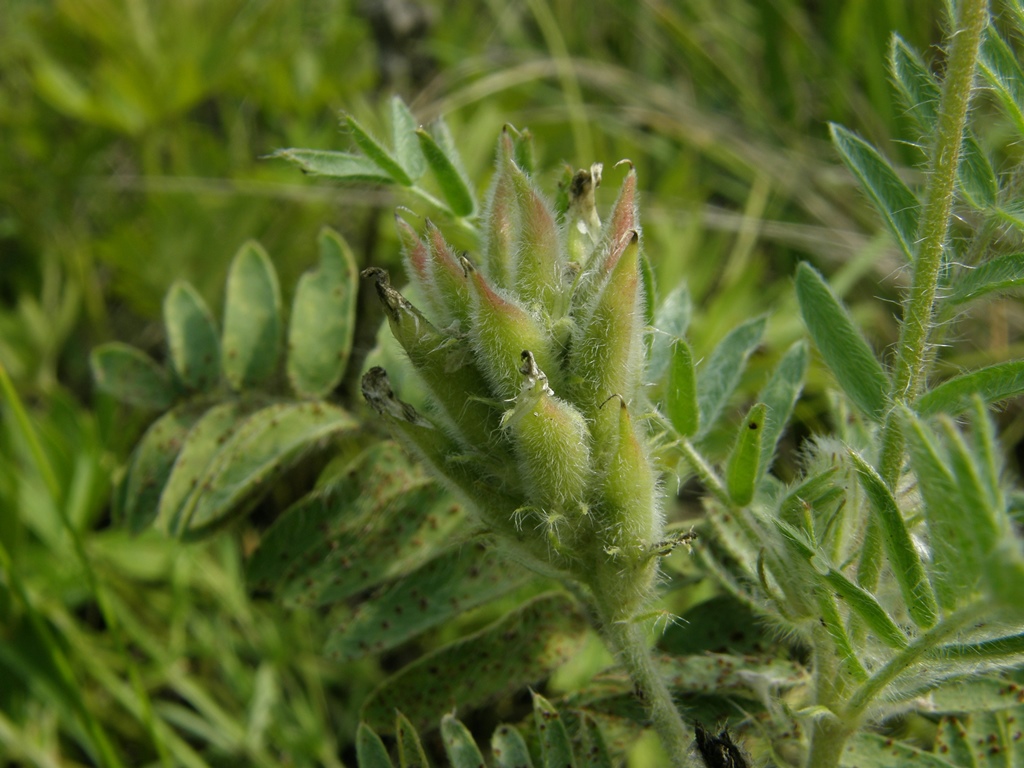 Изображение особи Oxytropis pilosa.