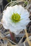 Trollius lilacinus