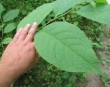 Pterostyrax hispidus. Аномально крупные листья молодого побега. Московская обл., в культуре. 21.08.2016.