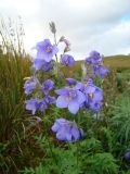 Polemonium acutiflorum. Верхушки цветущих побегов. Ямало-Ненецкий АО, Ямальский р-н, с. Се-Яха, пустырь. 21 августа 2012 г.