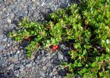 Arctostaphylos uva-ursi. Побеги плодоносящего растения. Исландия, национальный парк Ватнайокюдль (южная часть), окр. ледника Скафтафельсйокюдль, каменистый склон. 04.08.2016.
