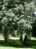 род Cupressus. Группа деревьев. Нидерланды, г. Маастрихт, Aldenhofpark. Июль.