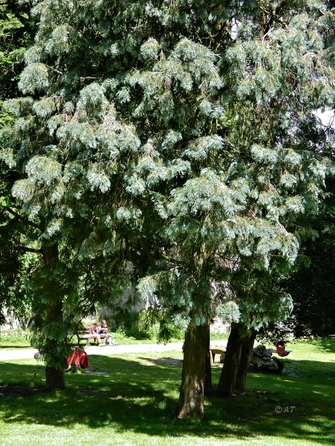 Image of genus Cupressus specimen.