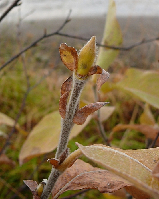 Image of Salix lanata specimen.