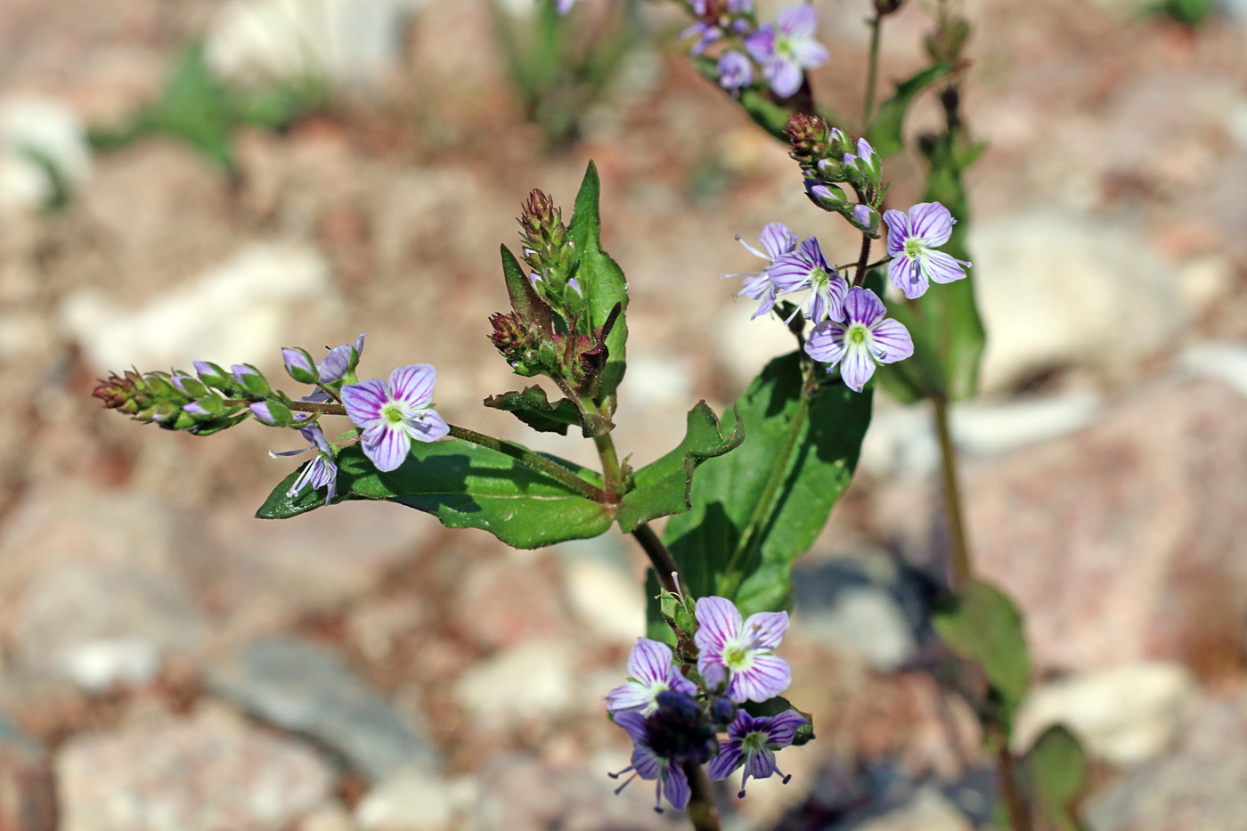 Изображение особи Veronica oxycarpa.