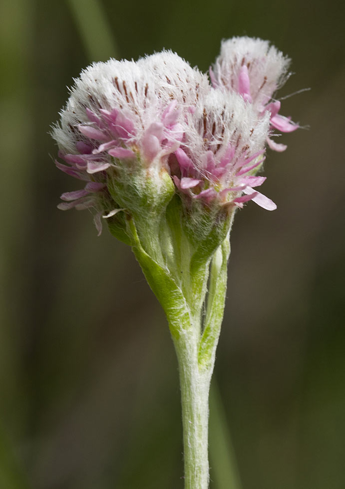 Image of Antennaria dioica specimen.