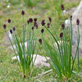 Allium atrosanguineum. Цветущие растения. Казахстан, Алматинская обл., Заилийский Алатау, ущ. Горельник, в р-не моренных озёр, 3250 м н.у.м. 29.08.2016.