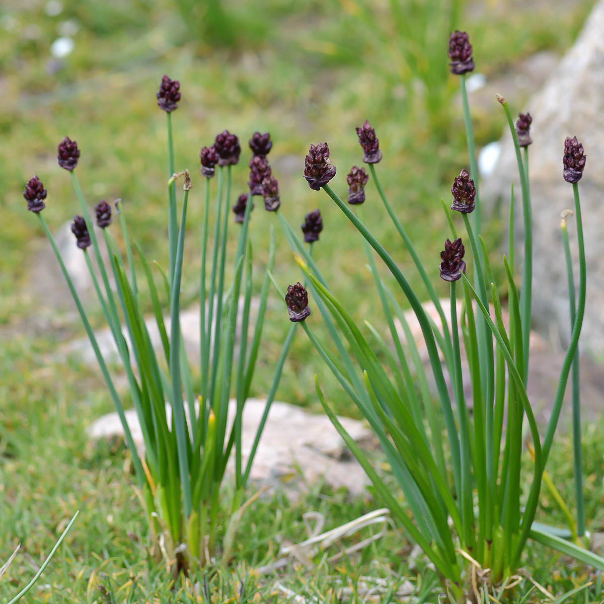 Изображение особи Allium atrosanguineum.