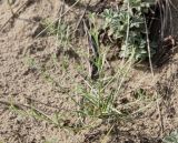 genus Corispermum. Зацветающее растение. Хакасия, окр. с. Аршаново, барханные пески. 29.07.2016.