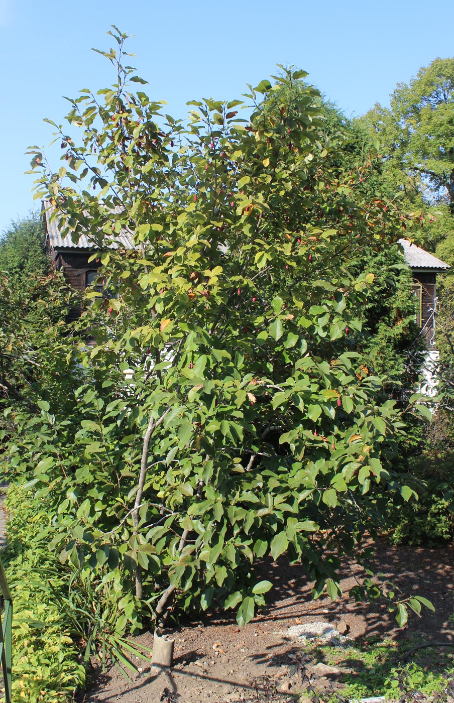 Image of Magnolia sieboldii specimen.