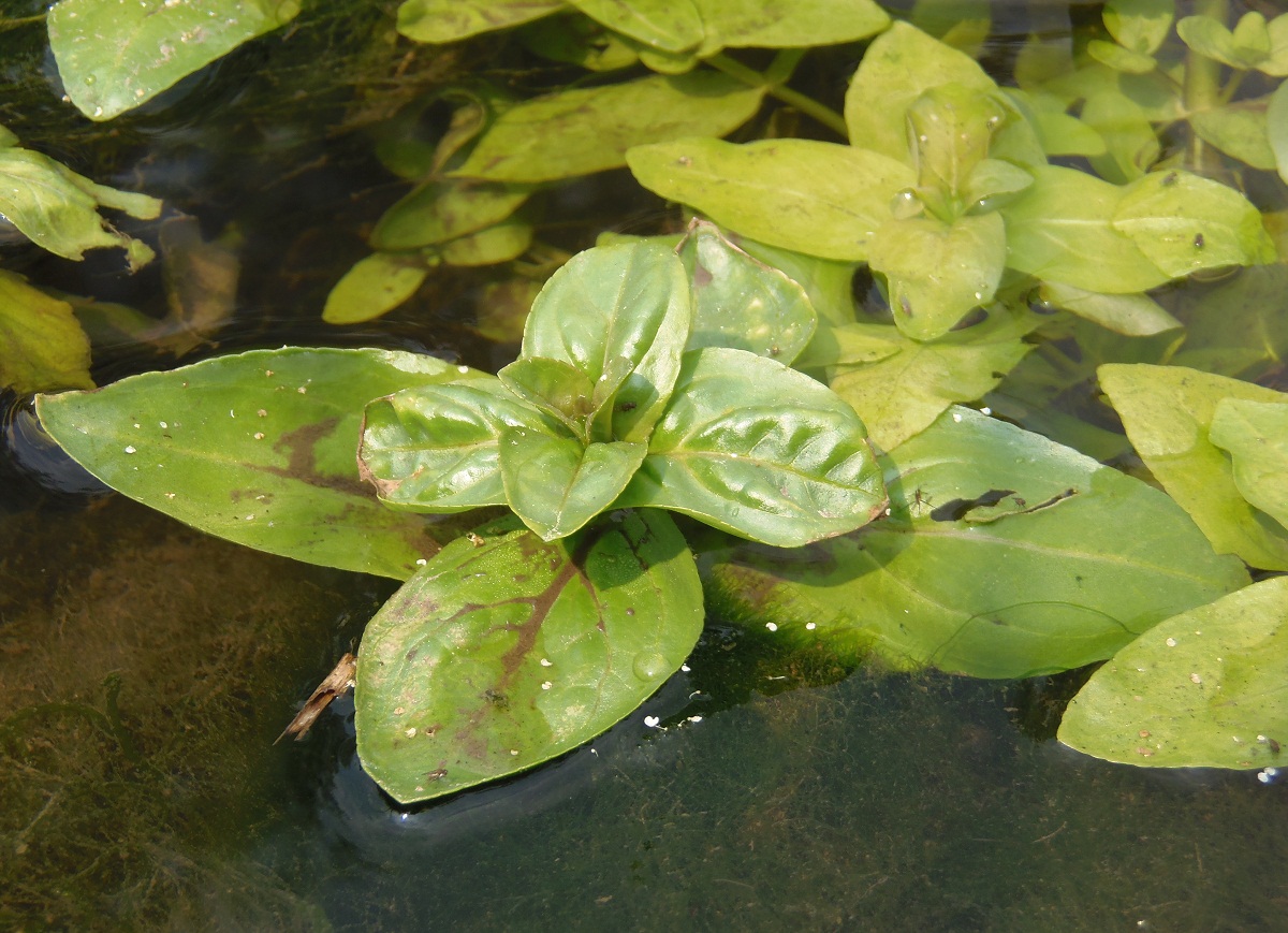 Image of Veronica anagalloides specimen.