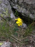 Hypericum nummularioides