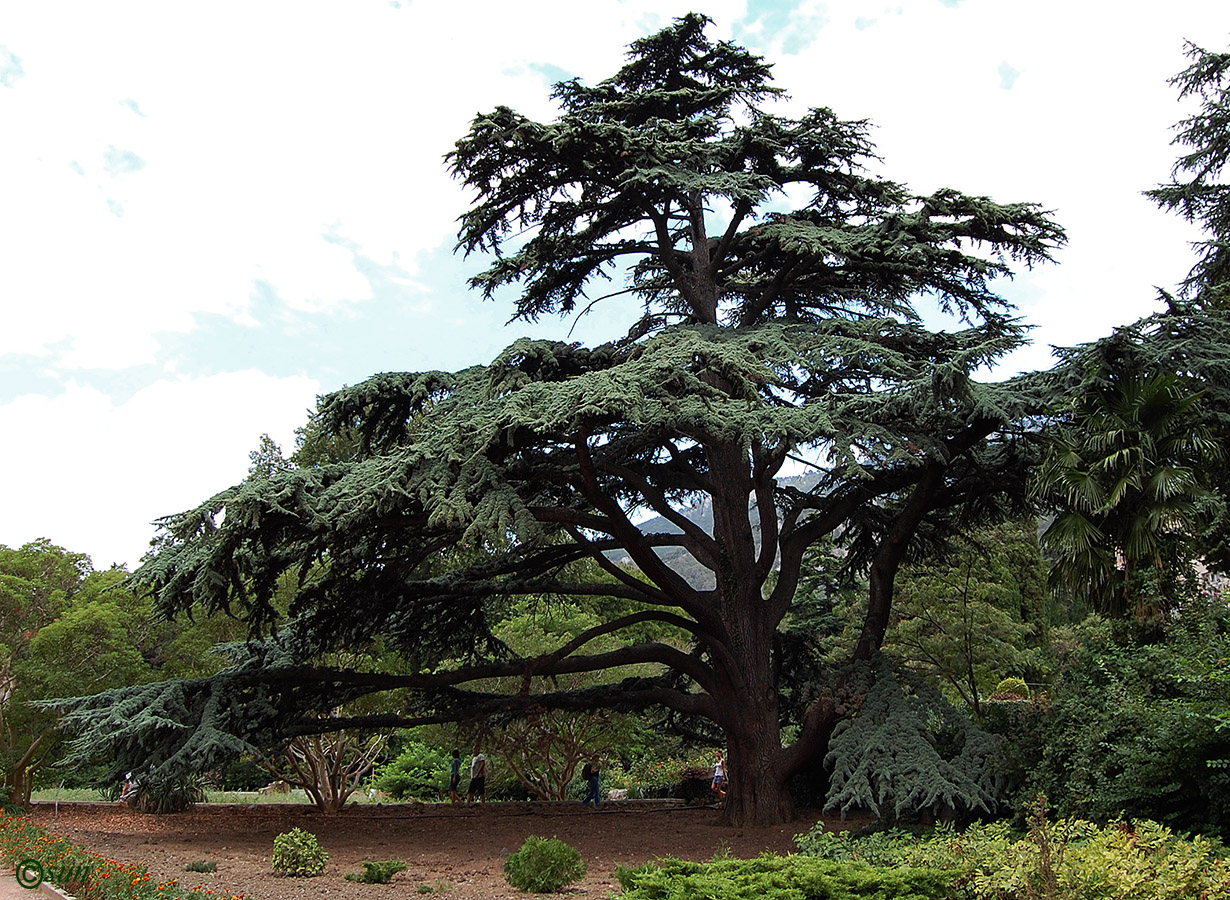 Image of genus Cedrus specimen.