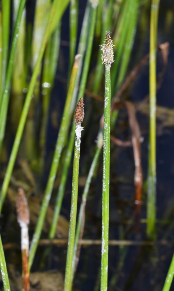 Изображение особи Eleocharis ussuriensis.