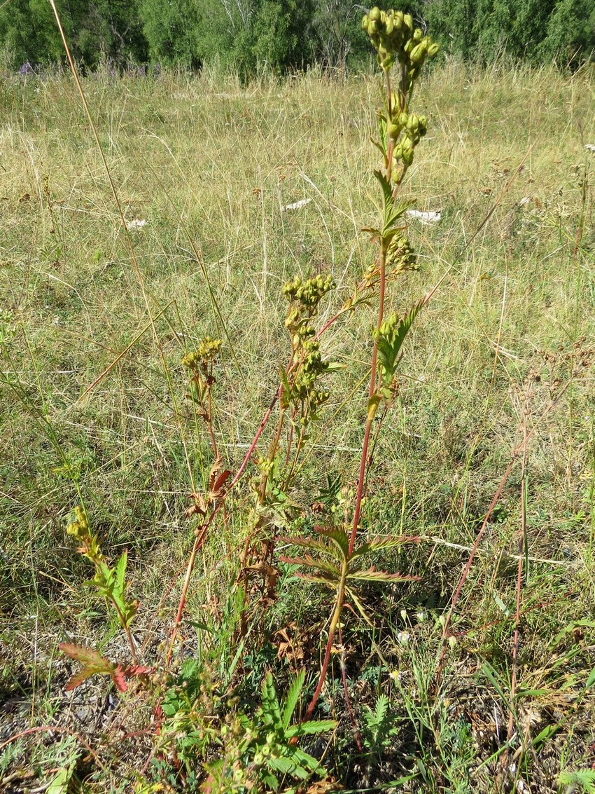 Image of Potentilla longifolia specimen.