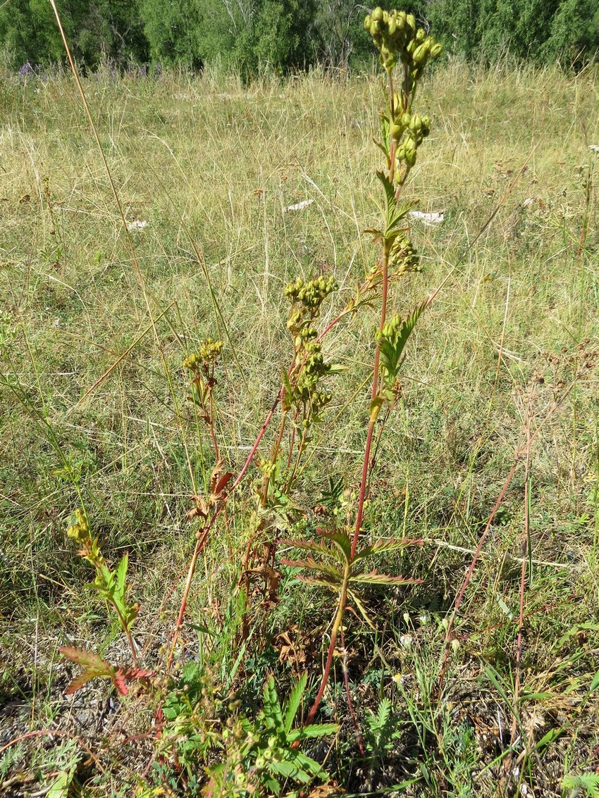 Изображение особи Potentilla longifolia.