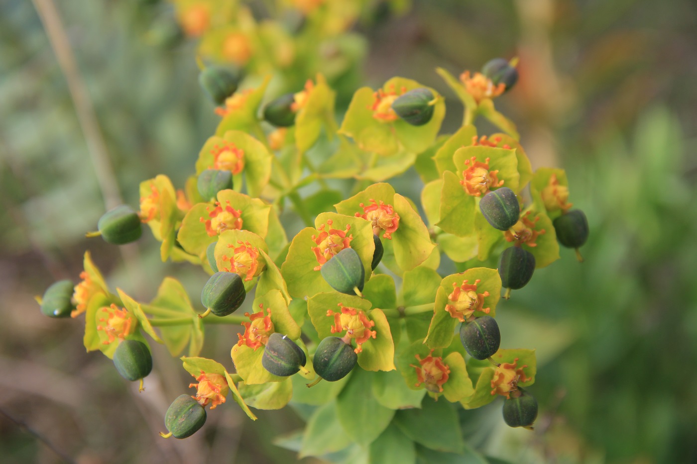 Изображение особи Euphorbia rigida.