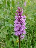 Dactylorhiza fuchsii. Соцветие. Красноярский край, Западный Саян, природный парк \"Ергаки\", выс. ок. 1600 м н.у.м., сырой луг. 08.07.2016.