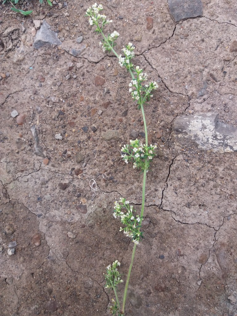 Изображение особи Galium humifusum.