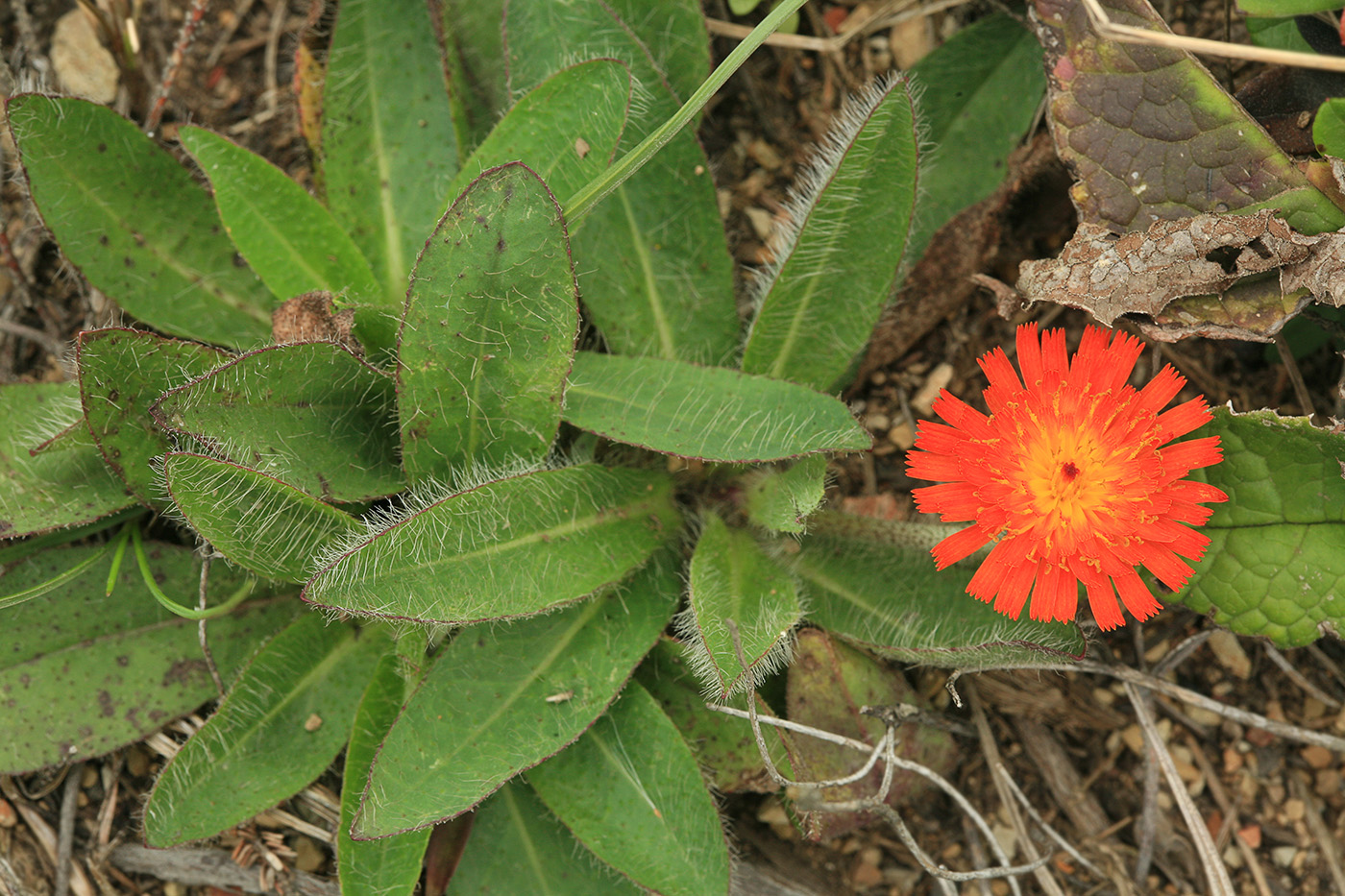 Image of Pilosella aurantiaca specimen.