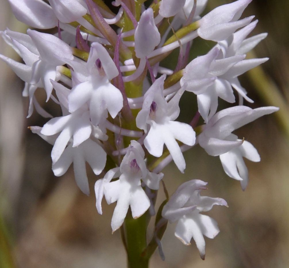 Изображение особи Anacamptis pyramidalis.