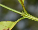 Image of taxon representative. Author is Татьяна Мальчинская