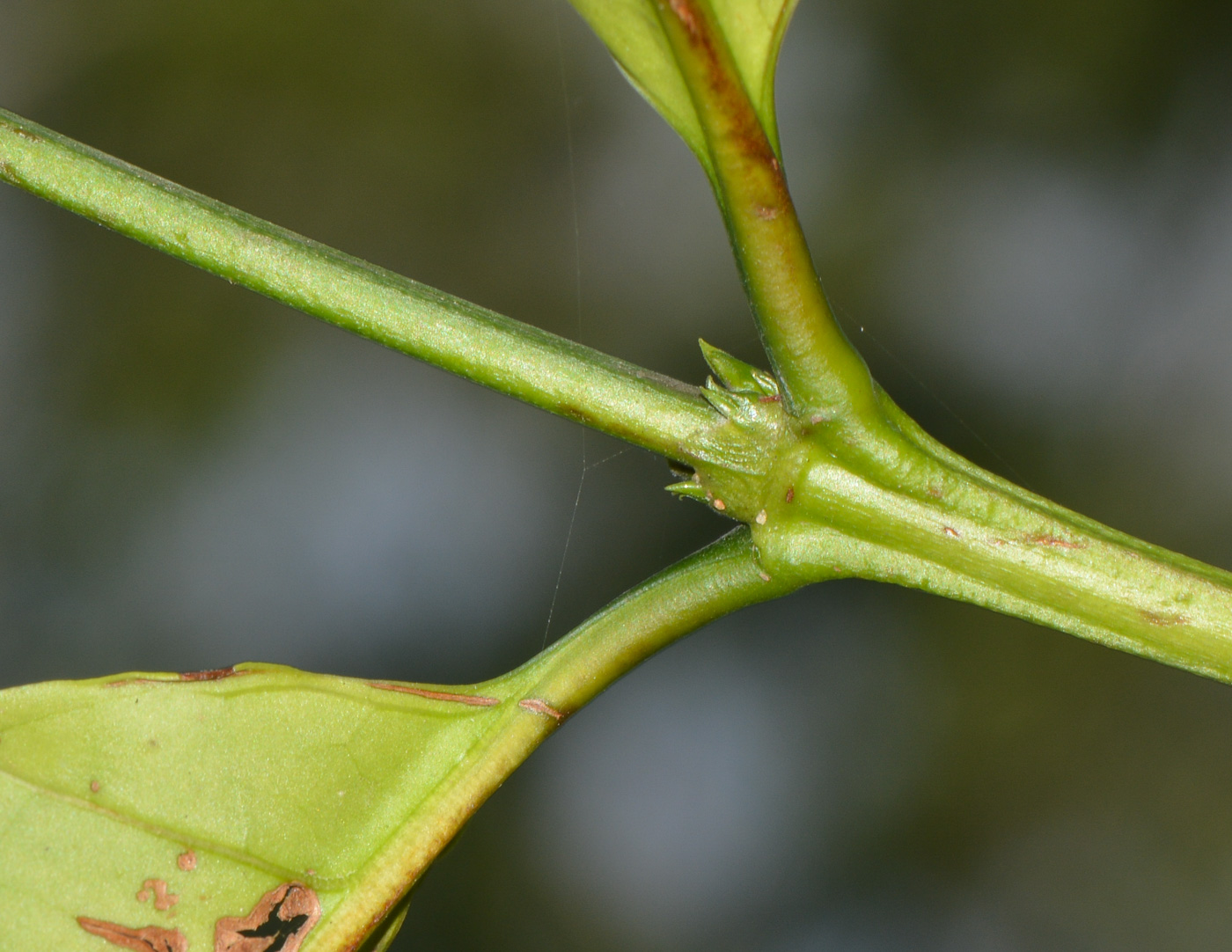 Image of Coffea arabica specimen.