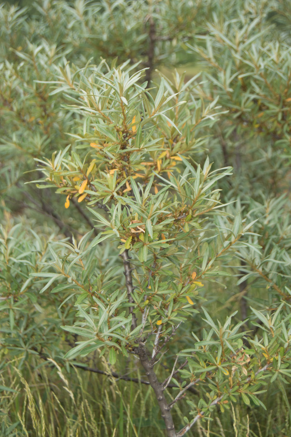 Image of Hippophae rhamnoides specimen.